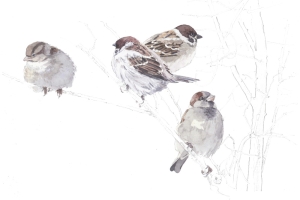 Reproducerad akvarell/giclée - Pilfinkar och gråsparvar